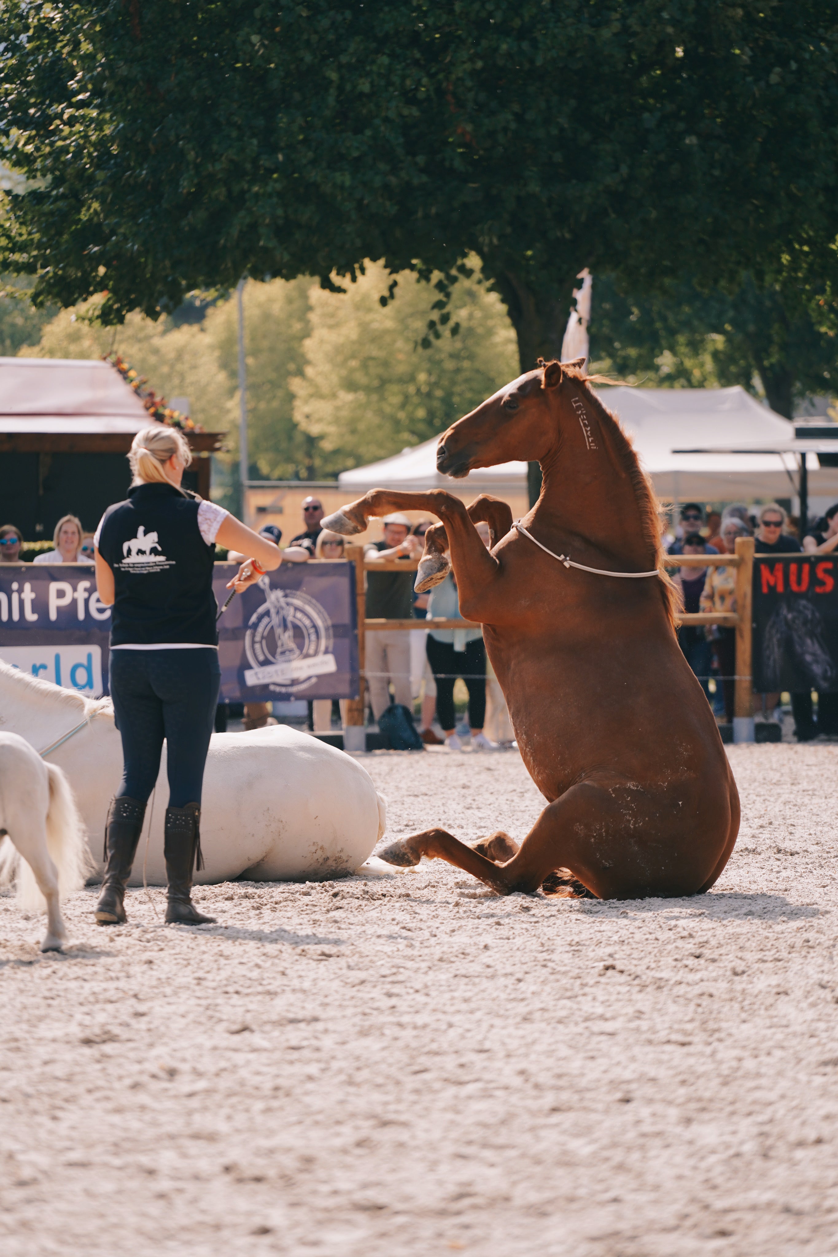 2 in 1 Halsring | Halsring Halfter