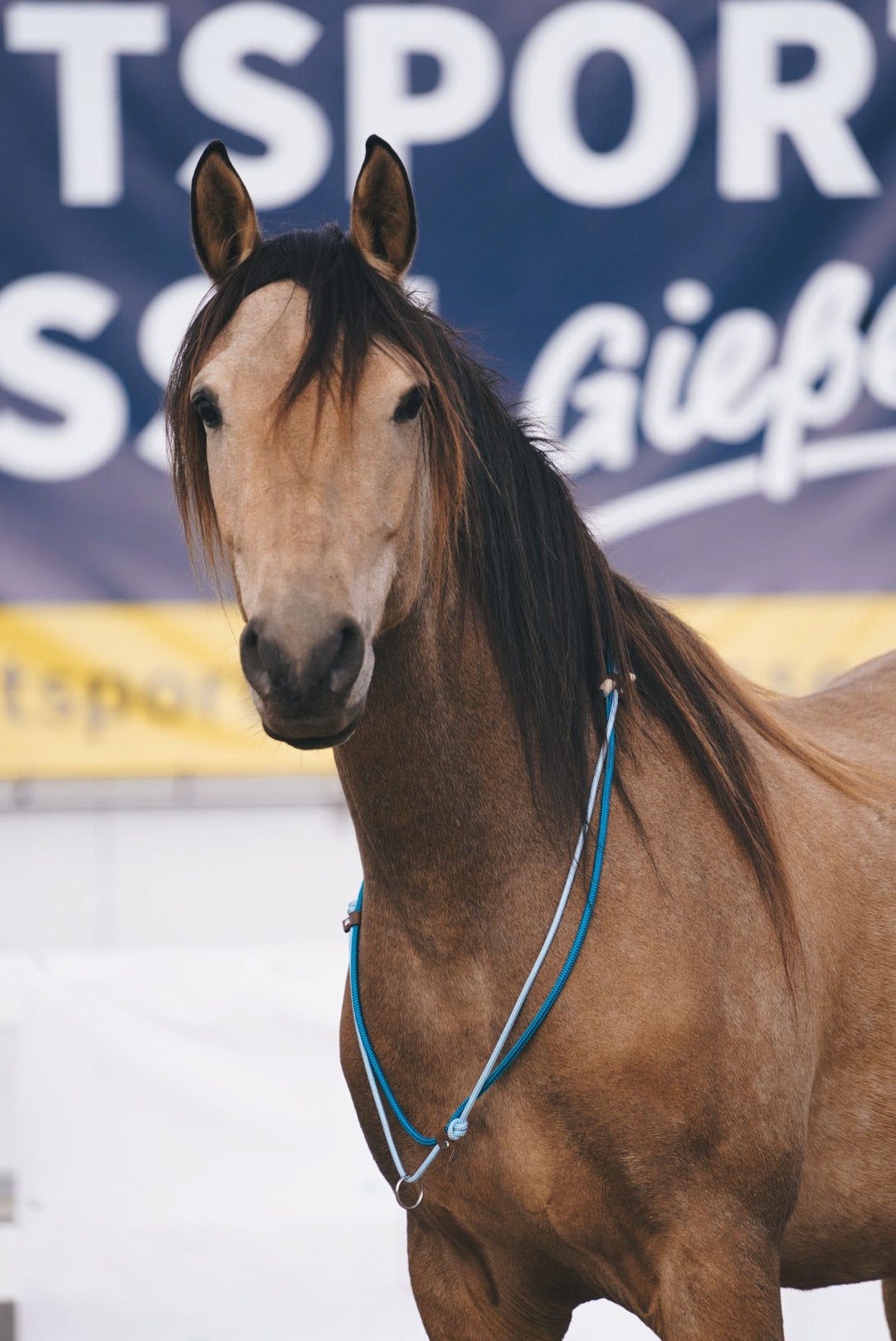 2 in 1 Halsring | Halsring Halfter
