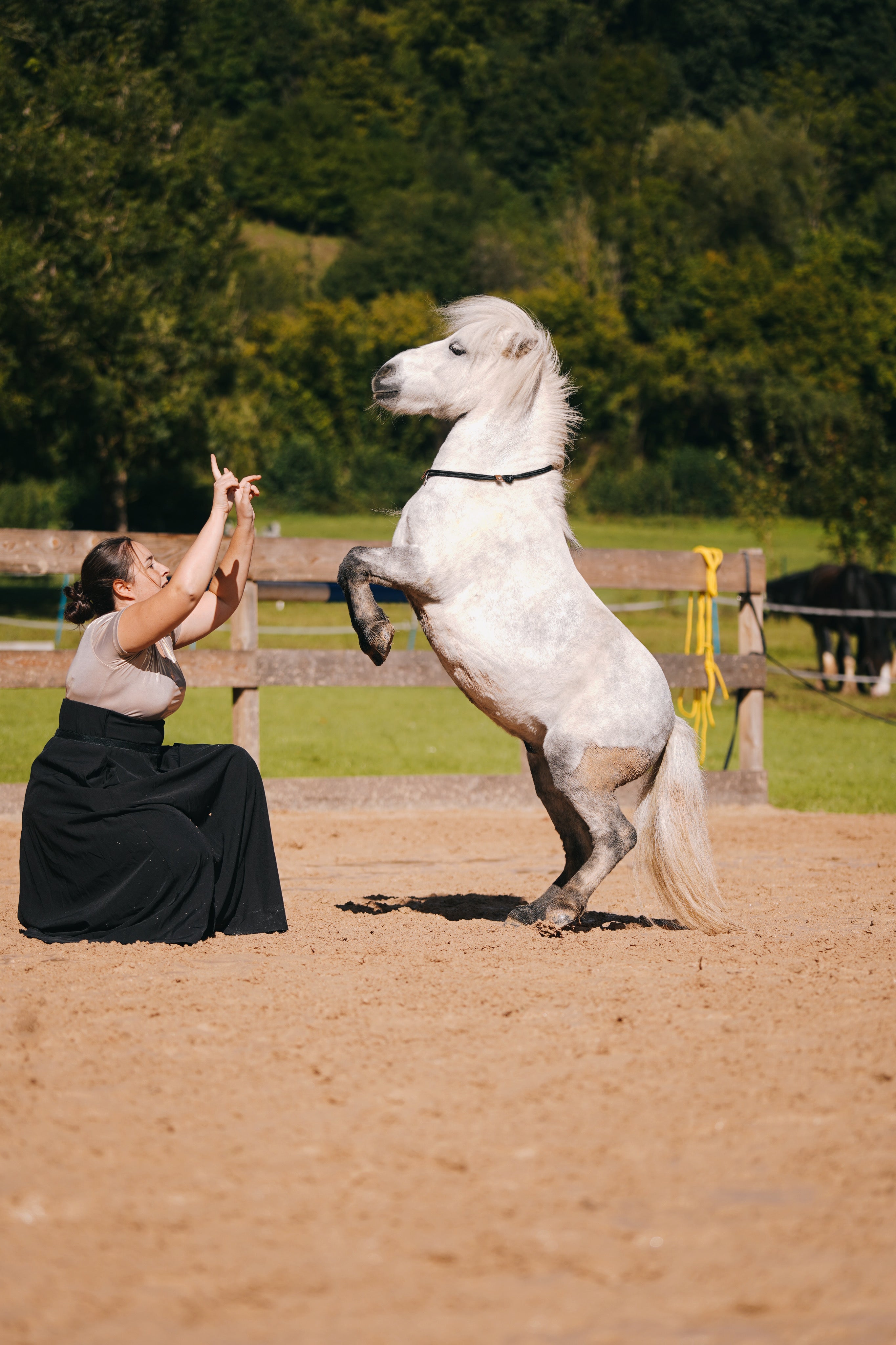 2 in 1 Halsring | Halsring Halfter