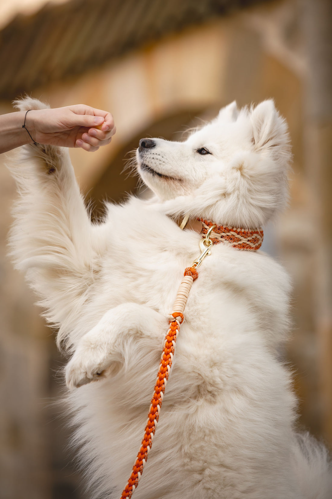 Halsband Leinen Set Raute | Dunkel Orange