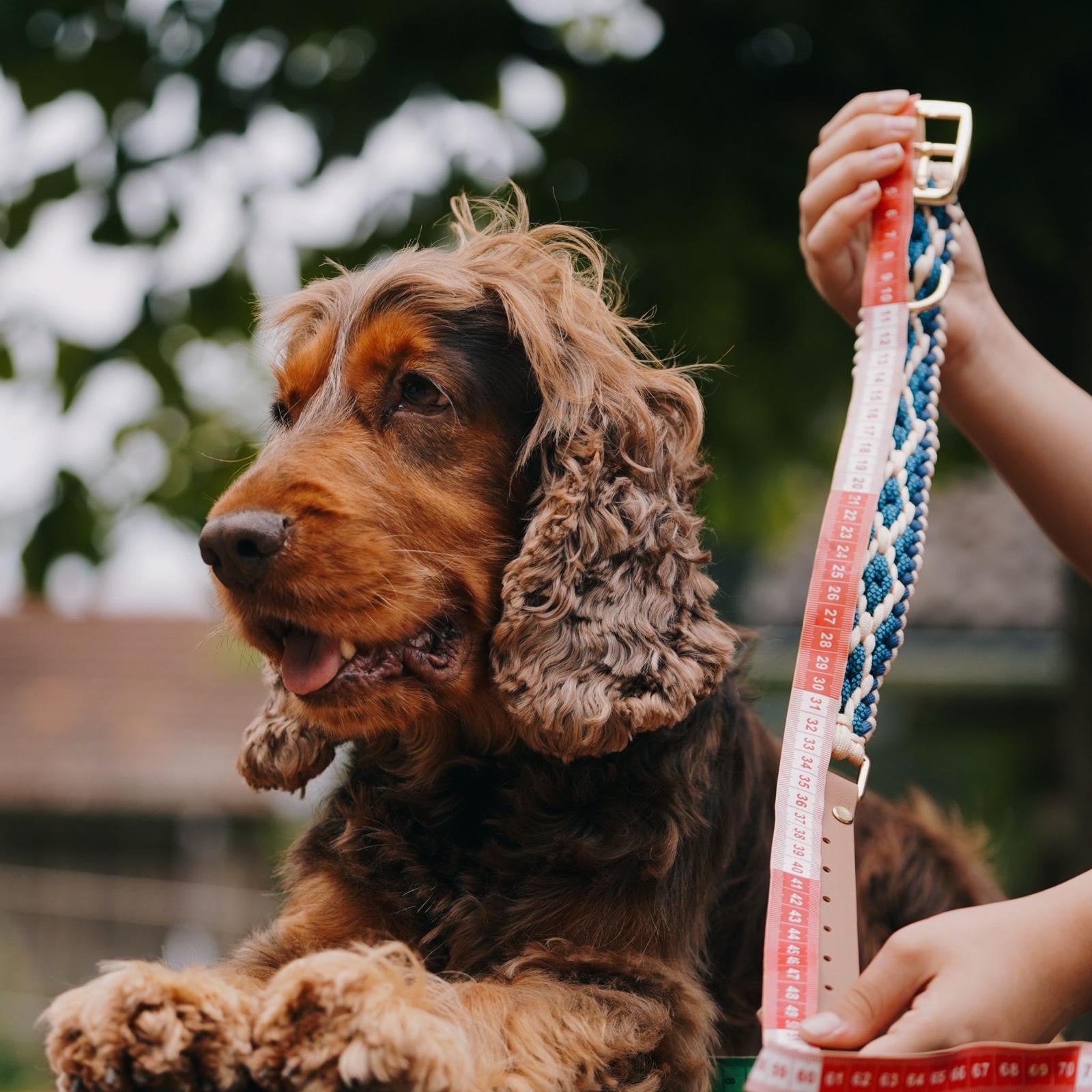 Ancol Indulgence Hundehalsband Gefaltet – Weiches Leder, Nylonkern, Farbe Soft Truffle, Größe XS