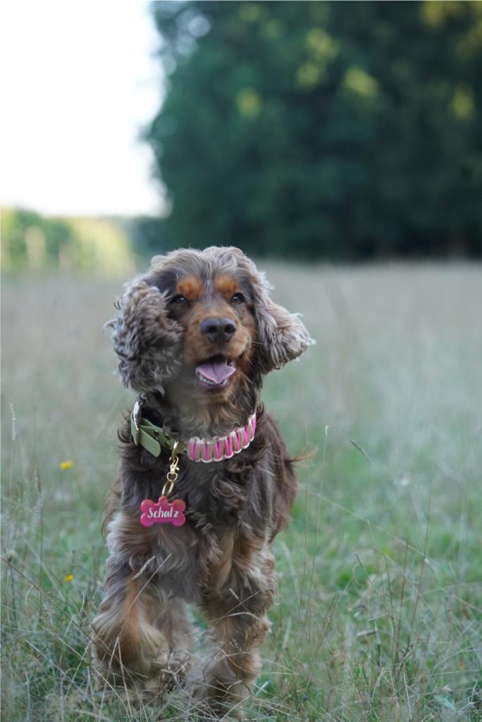 Personalisierte Hundemarken